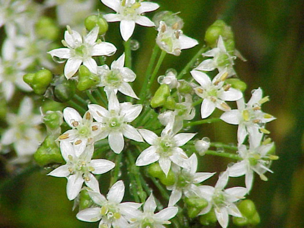 250 Garlic Chives Seeds Garden Herb Heirloom