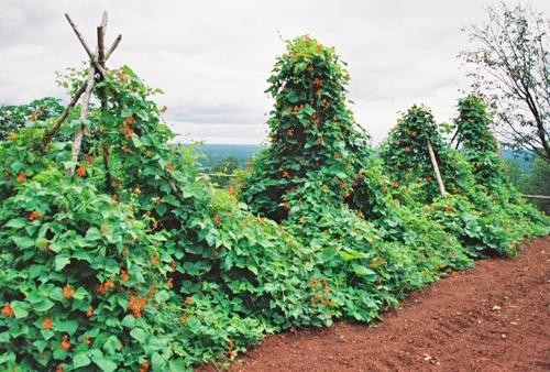 PAINTED LADY RUNNER BEANS, Heirloom, Edible & Ornamental, Red & White Blossoms