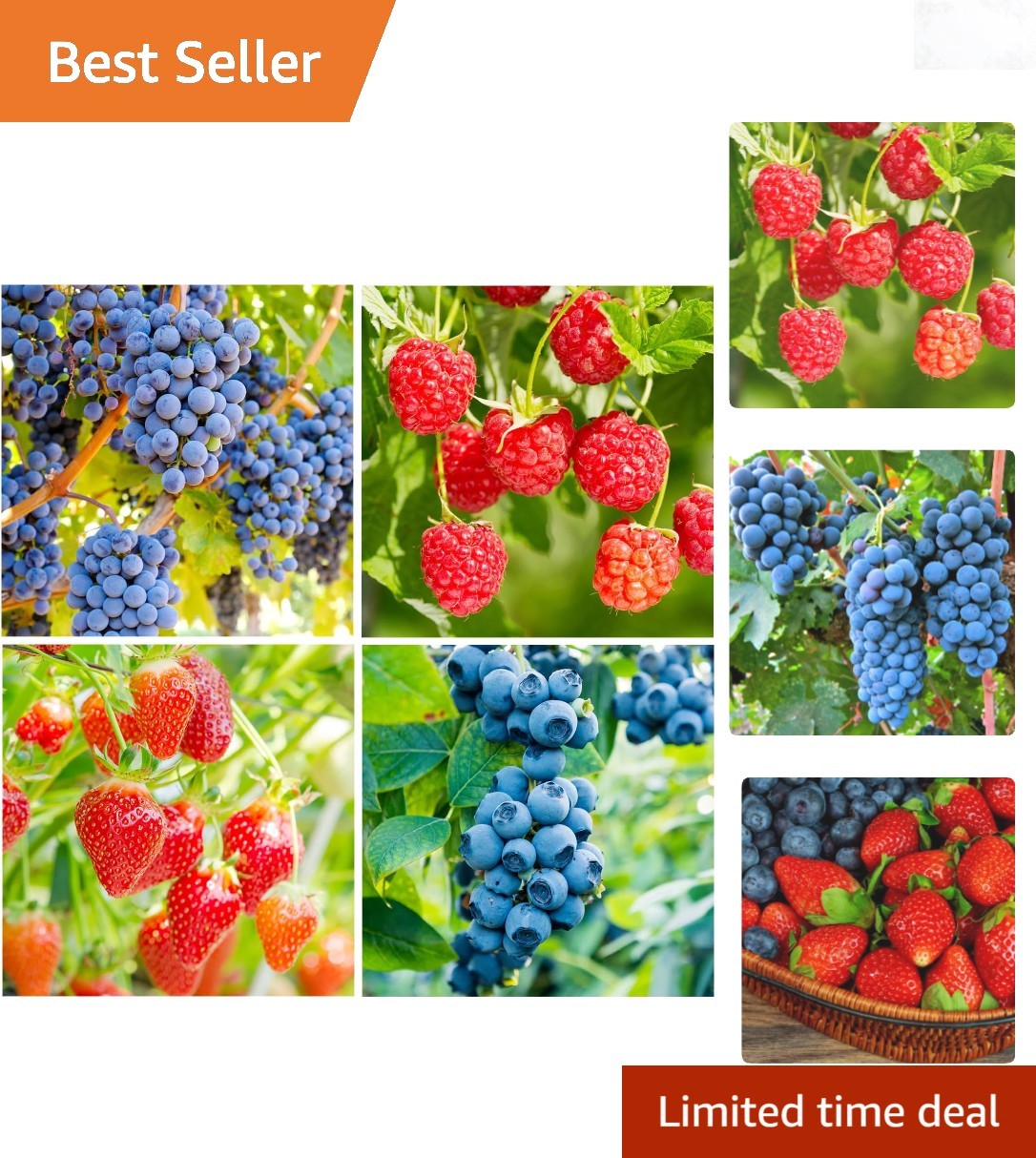 Mixed Fruit Seeds 1000+ Grape Blueberry Raspberry Strawberry Garden Planting