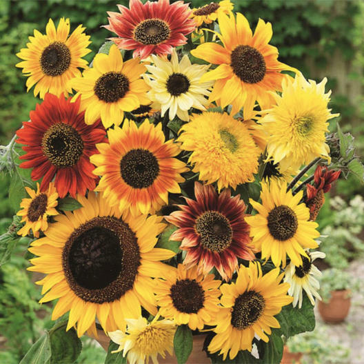 Sunflower HERE COMES THE SUN Mix 6 Types Bees Love Sunflowers! Non-GMO 50 Seeds!