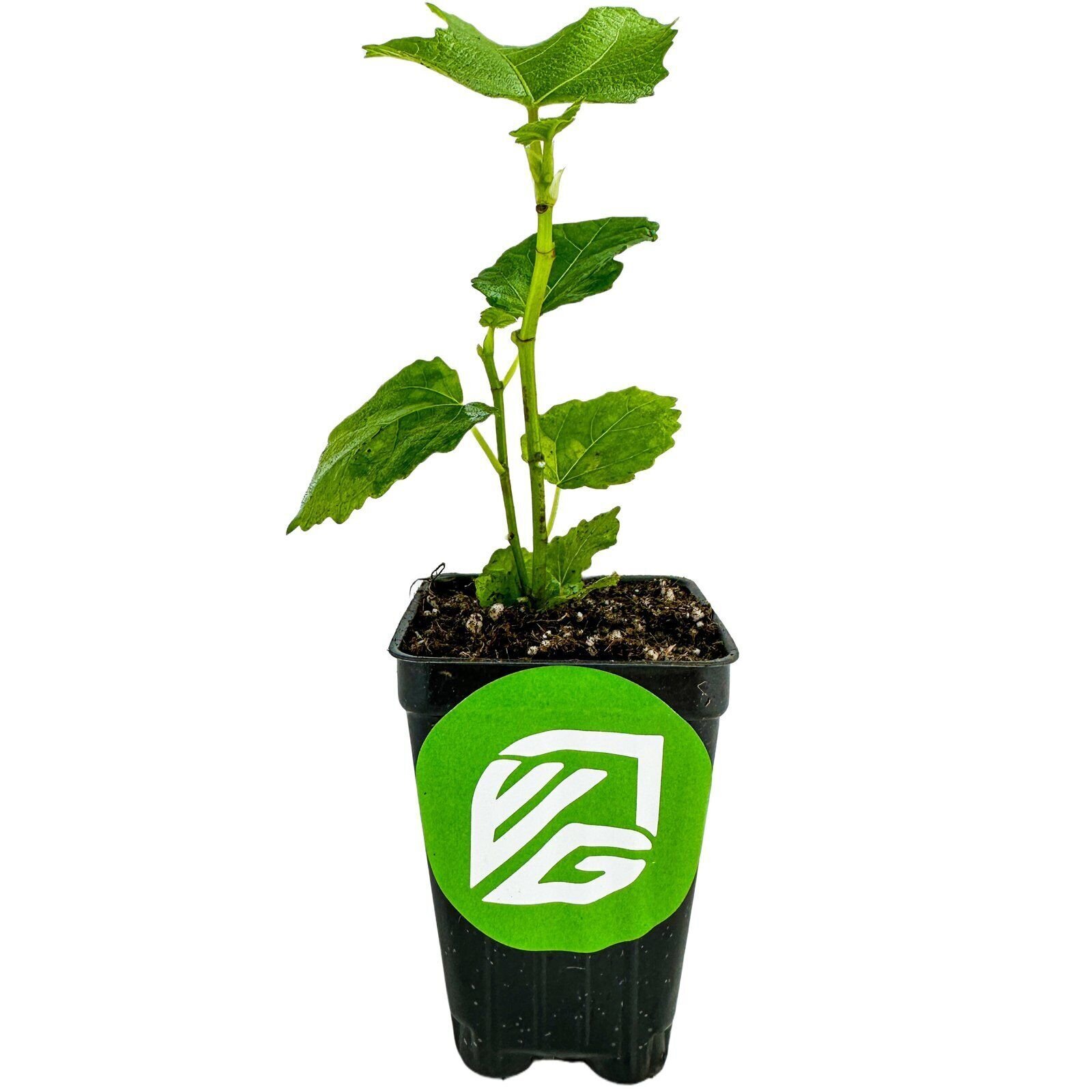 LSU Gold Fig Tree – Ficus carica – Live Plant