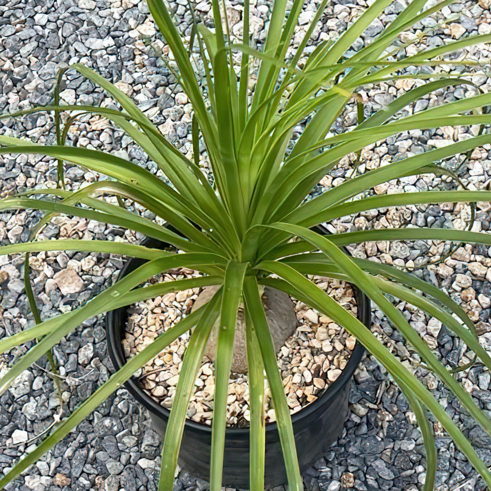 Ponytail palm ‘Beaucarnea recurvata’ cactus Cacti Succulent real live plant