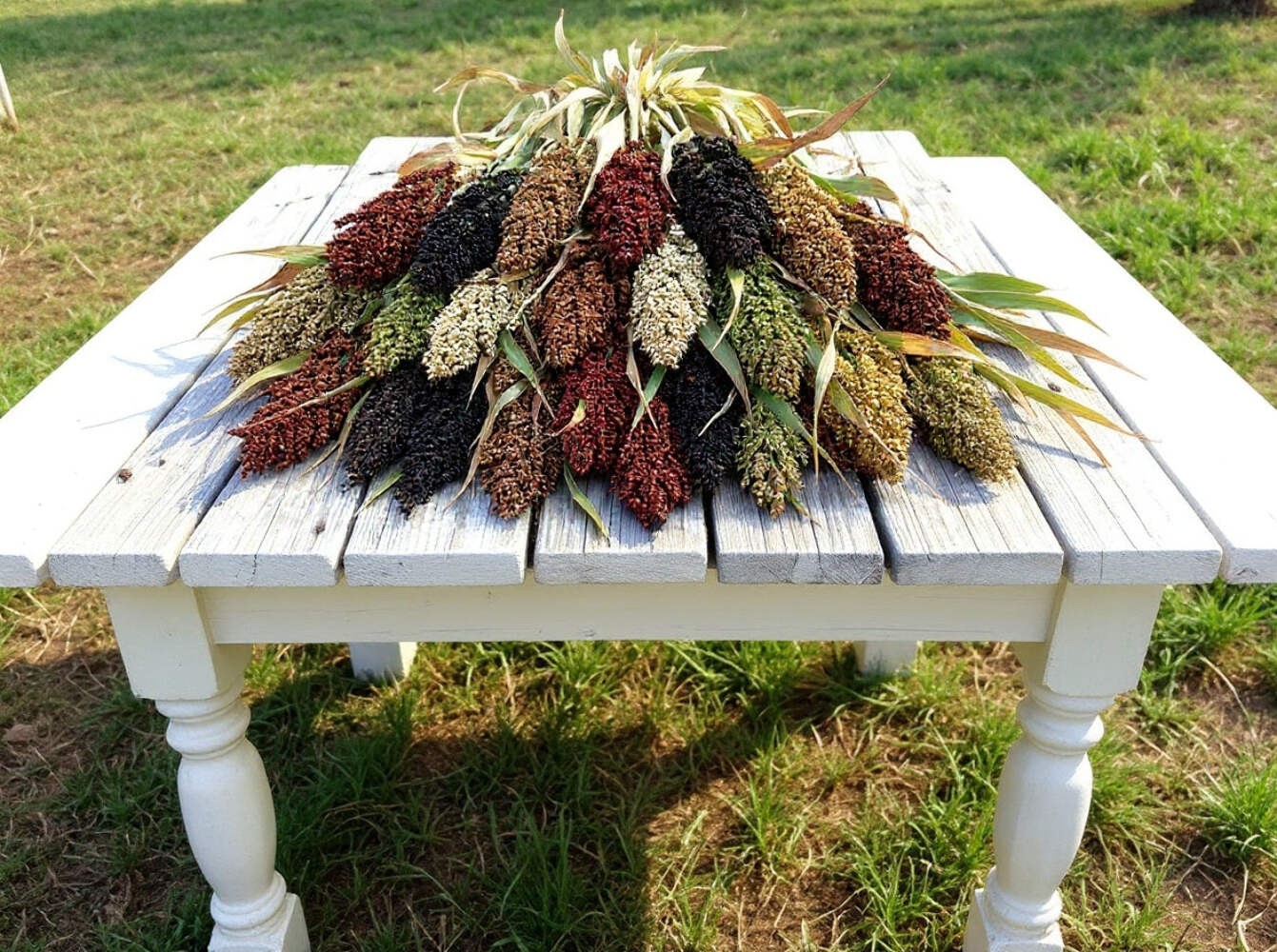 50 BROOMCORN / COLORED UPRIGHTS SORGHUM BICOLOR RED Seeds *Flat S/H