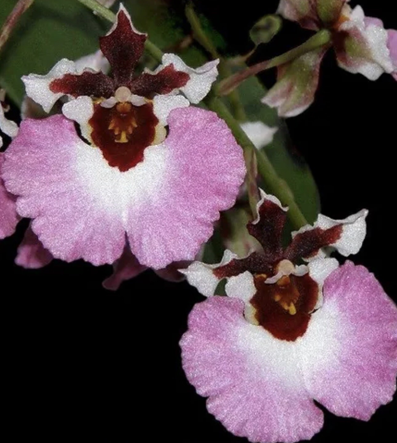 Three Different Tolumnia IN SPIKE! Equitant Orchid Plant Oncidium 3 Plants