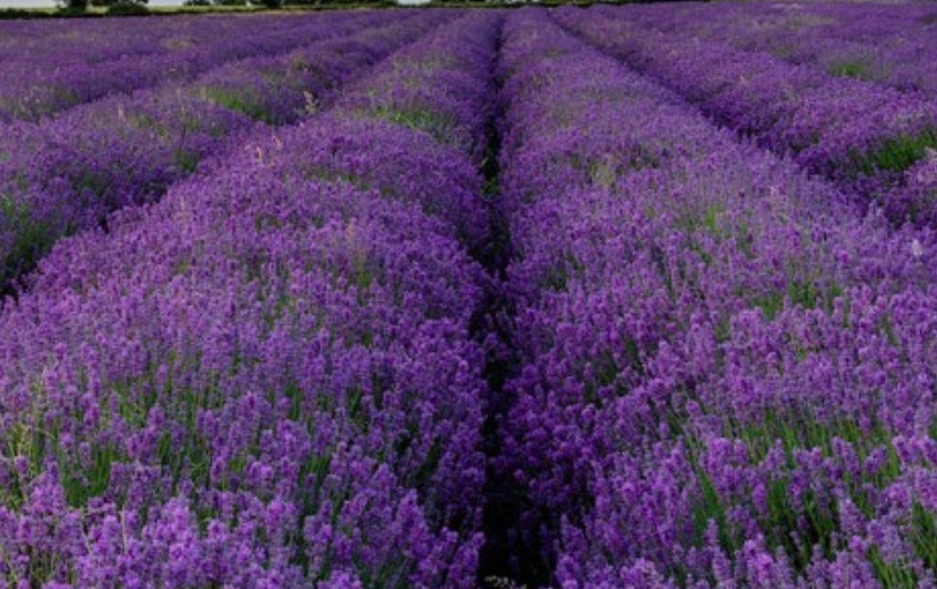 250+ Lavender Vera Seeds **Fresh Seeds* ~~Free Shipping~~