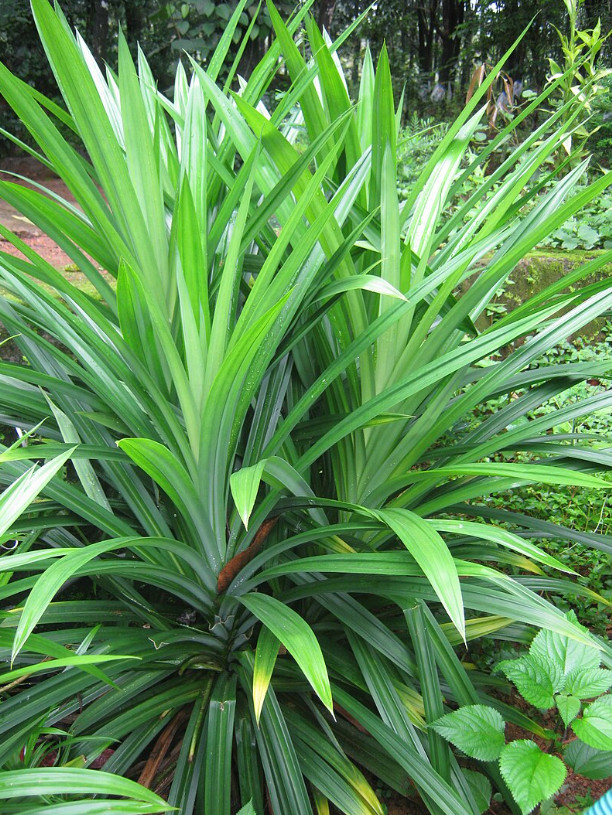1 Pot 2 Pandan Leaves Plants – 13-15″ Tall – Fresh & Healthy – No Ship to CA