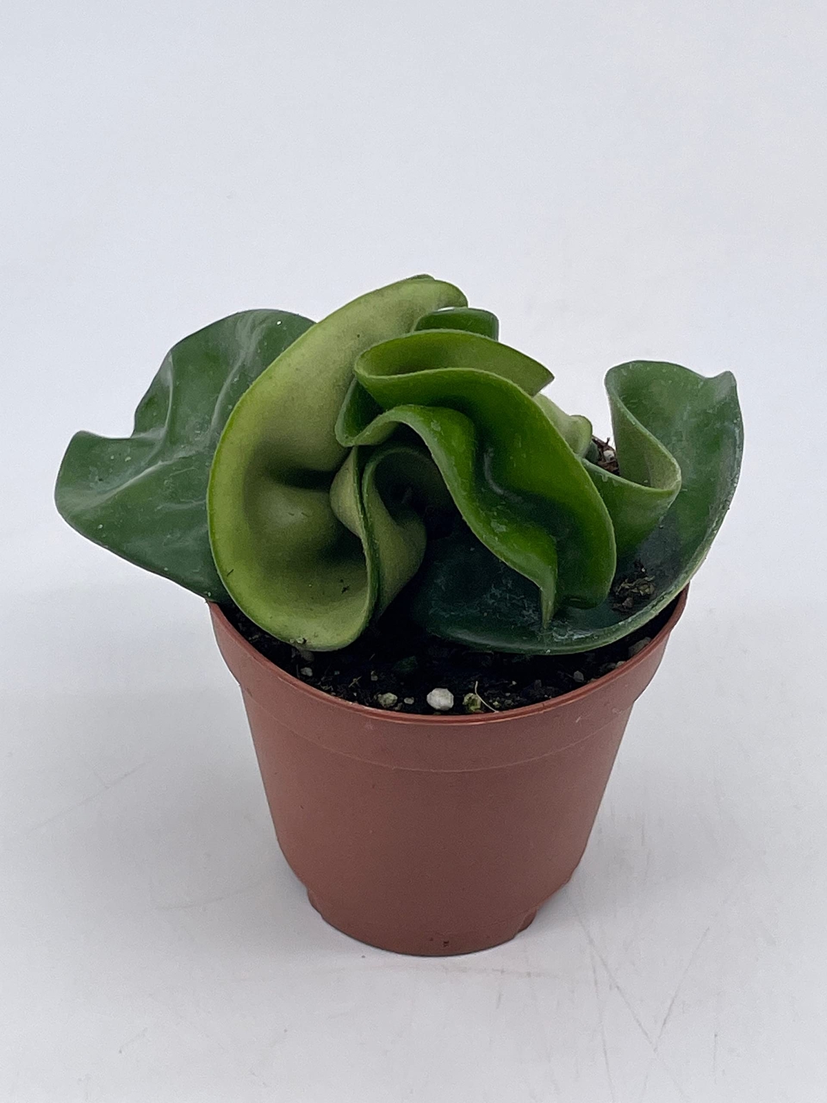 Hoya Hindu Rope, Carnosa Compacta, in a 2 inch Pot, Live Tiny Mini Pixie Plant