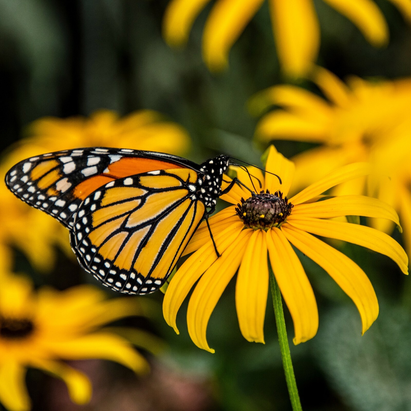 200 Non GMO Black Eyed Susan Seeds, Butterflies, Bees, Yellow Flowers