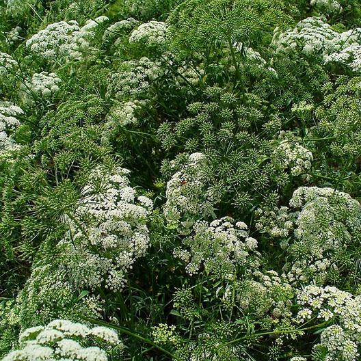 Bishop’s Flower Seeds (False Queen Anne’s Lace) Butterflies Non-GMO 500 Seeds!