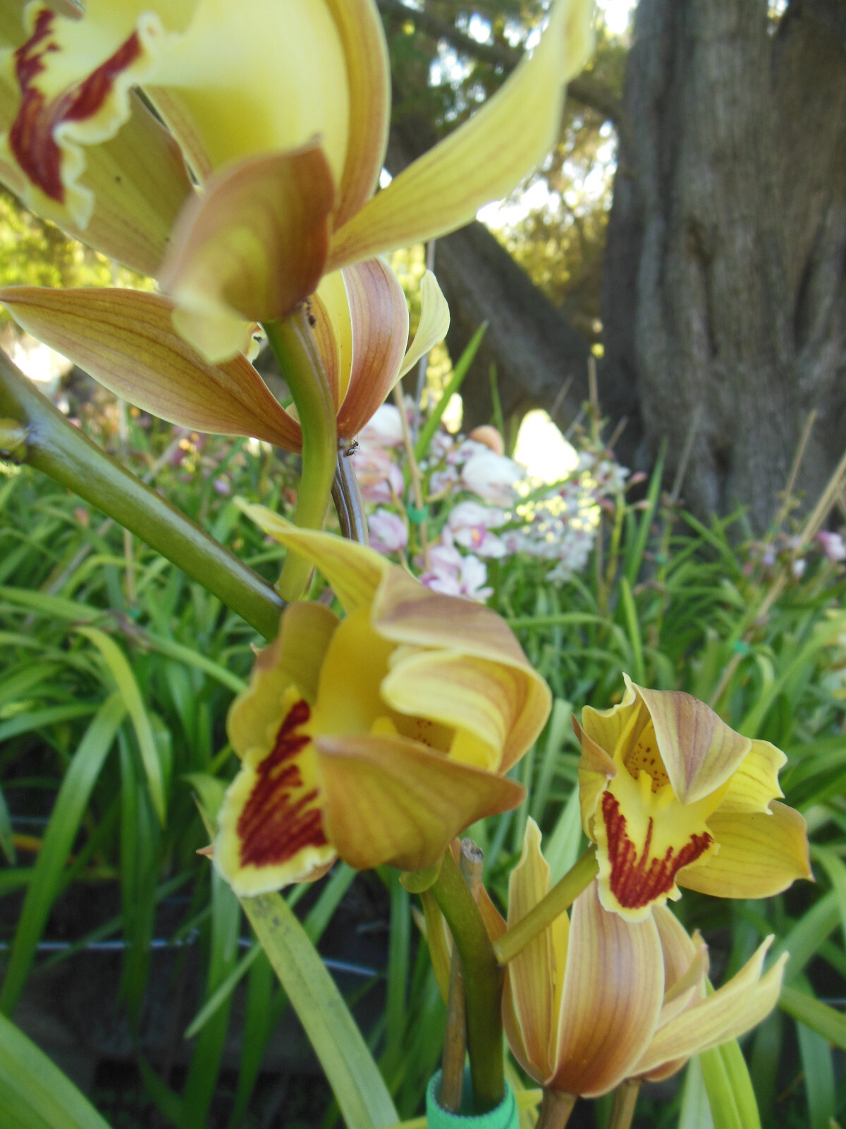 Cymbidium Orchid Green RHS Award Winning ‘Lowianum’ ~ Budding or Blooming ~