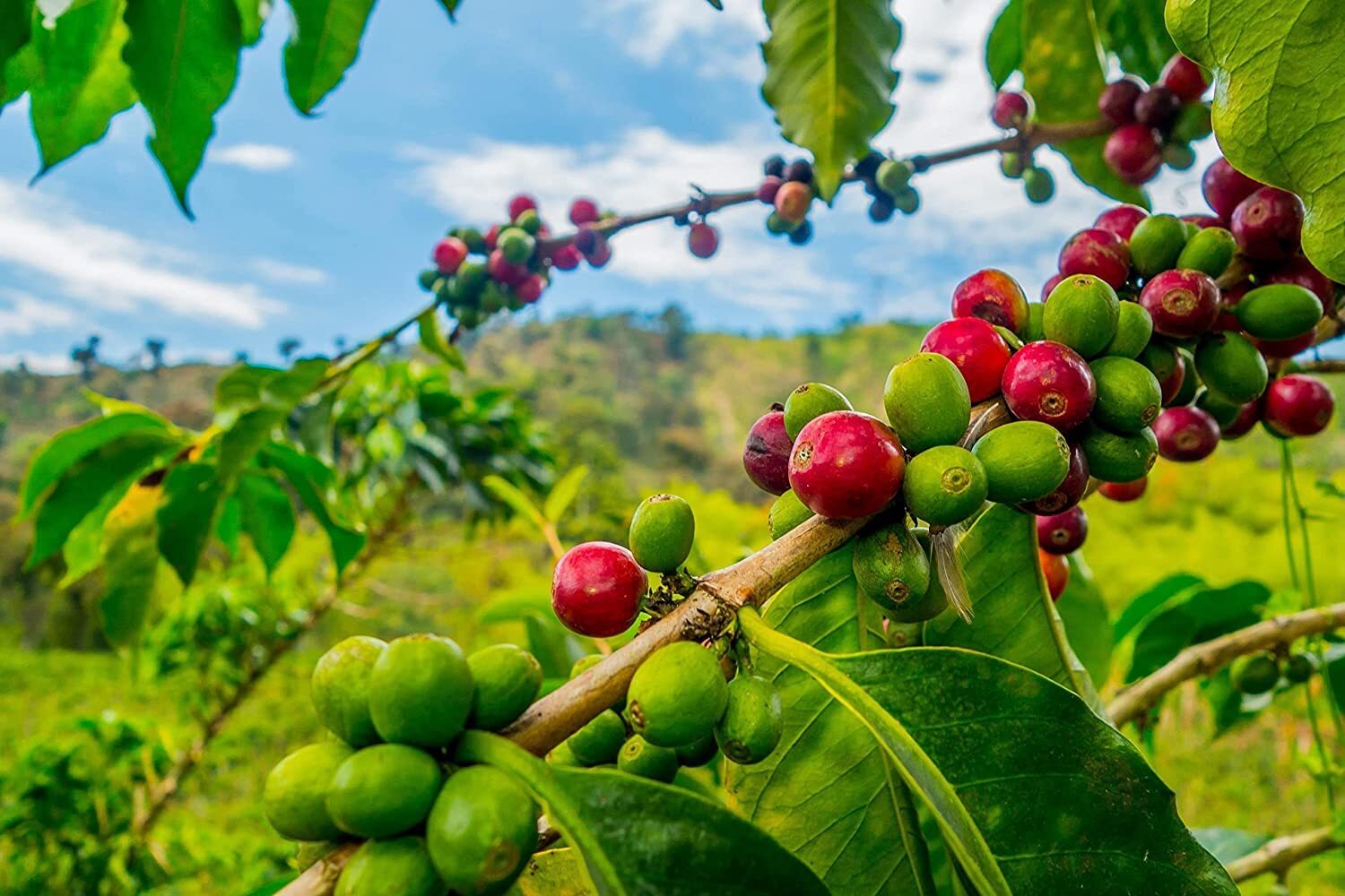 Arabica Coffee Tree Seeds – 5 Seeds to Plant – Great Exotic Indoor Houseplant