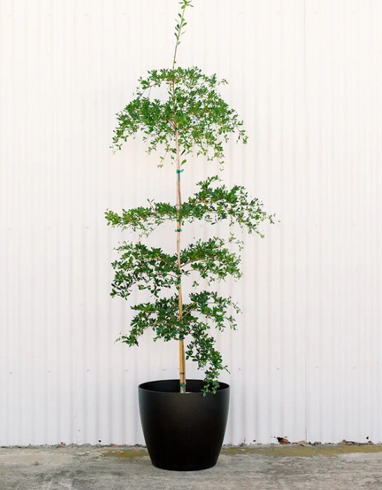 Black Olive Tree Plant Live Shady Lady Bucida Buceras Fast Grow 1 Gal Pot 1-2 Ft