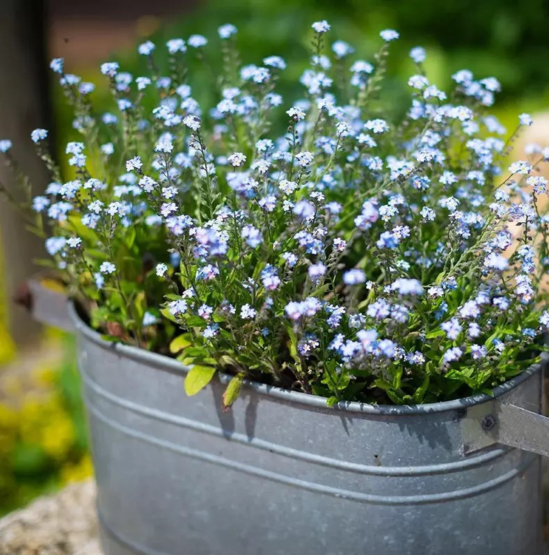 100+ Forget Me Not Seeds – Early Bloom – Perennial – NON GMO ————- FRESH