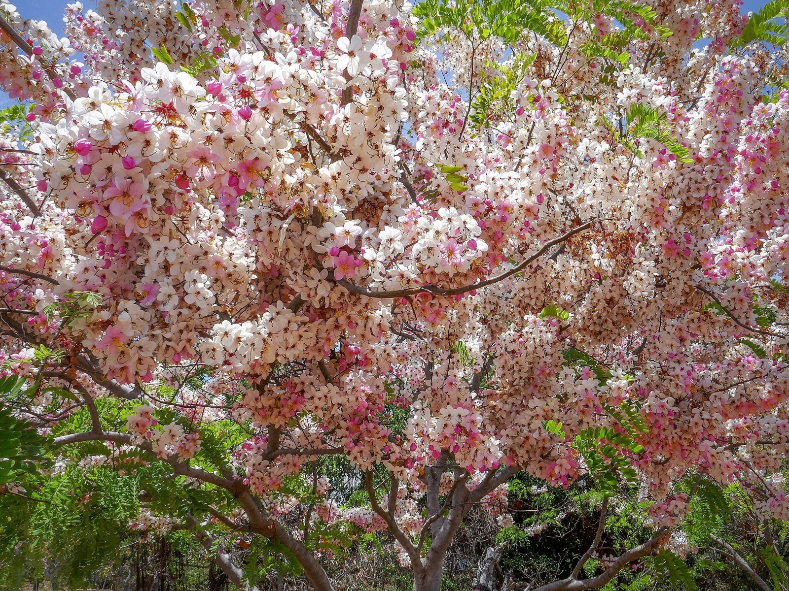 5 PINK SHOWER TREE Cassia Javanica Rainbow Apple Blossom Pink White Yellow Seeds