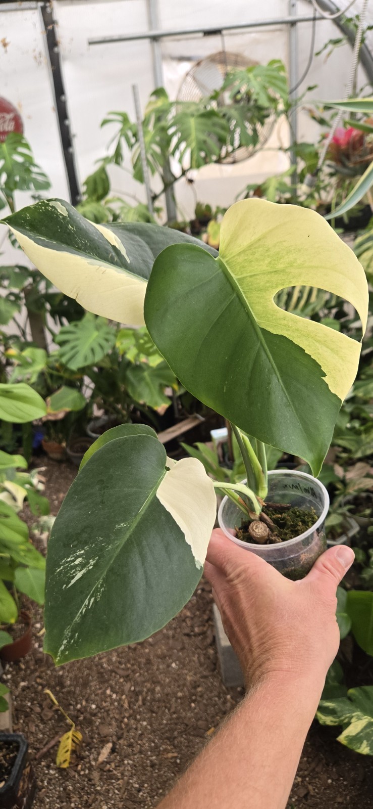Monstera deliciosa LARGE FORM albo/mint. Seed Sport.