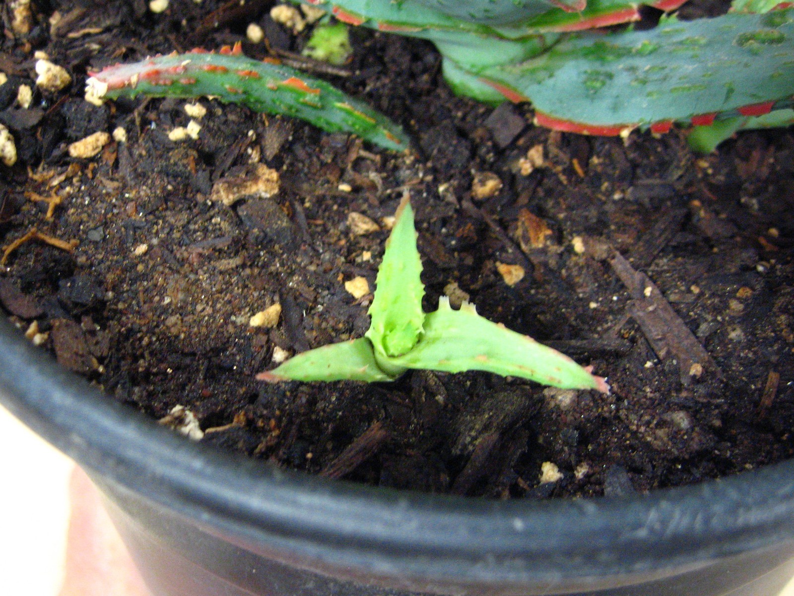 Aloe “Dracula’s Blood” Hybrid — Rare Succulent With 4 Offsets SUMMER SALE!!