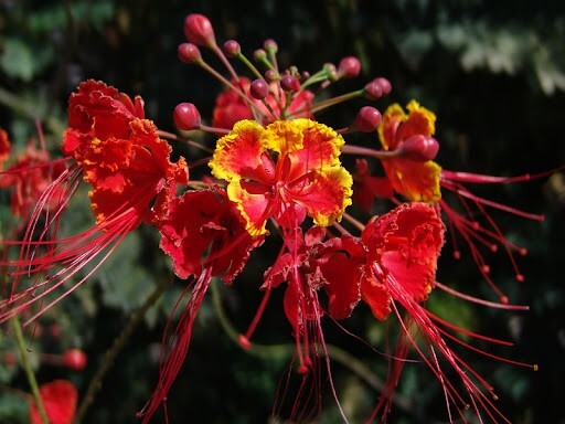 MEXICAN RED BIRD of PARADISE SEEDS (C. Pulcherrima) DWARF POINCIANA Flower Shrub