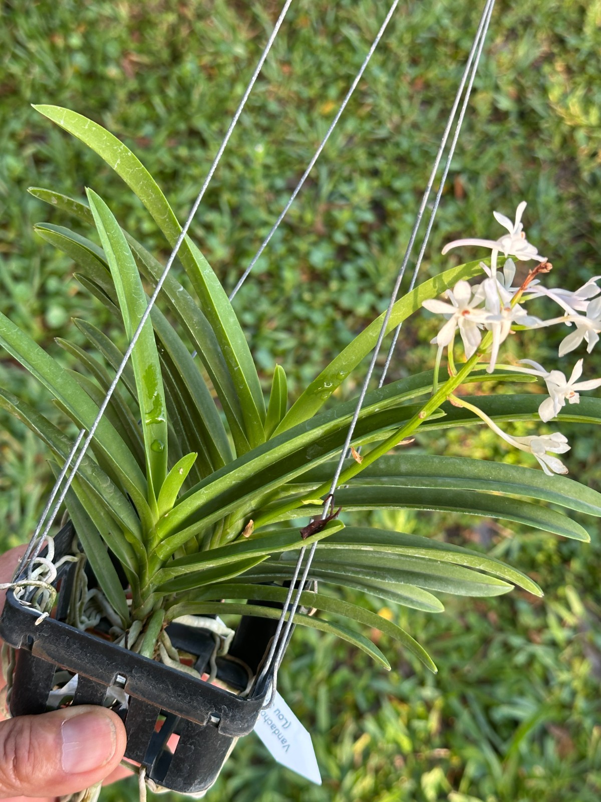 LOVELY COMPACT VANDA TYPE ORCHID PRIMARY Lou Sneary (white) BS