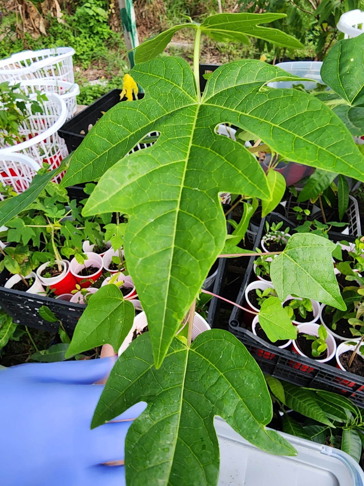 Kapoho Solo Papaya 6”–10” Live Hawaiian Plant | Sweet Golden Fruit – Organic USA
