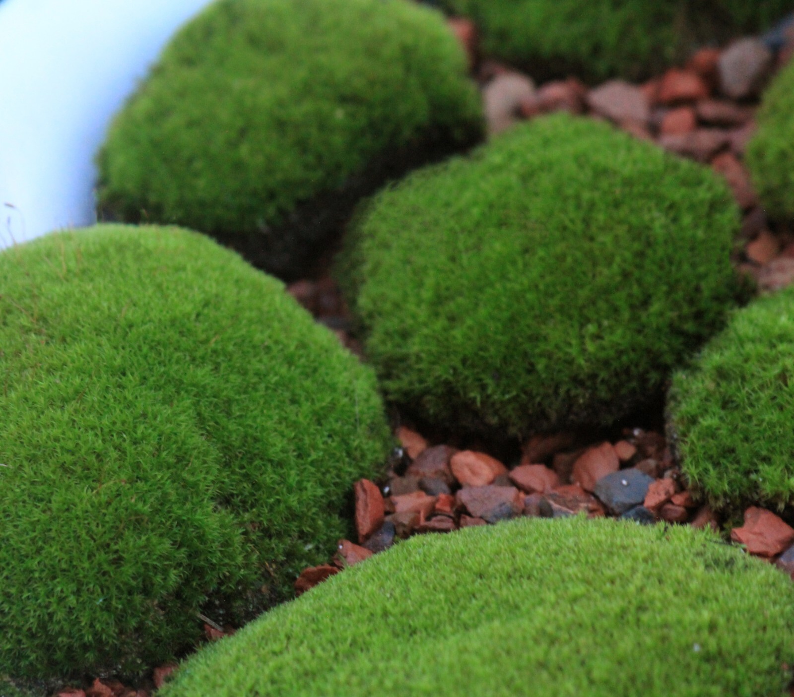 3pc Fire moss Live cushions – Ceratodon Velvet pad Terrarium bonsai topper