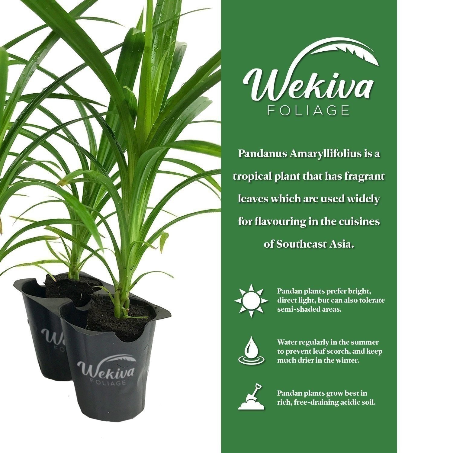 Pandan Plant – 4 Live Starter Plants in 2 Inch Pots – Pandanus Amaryllifolius