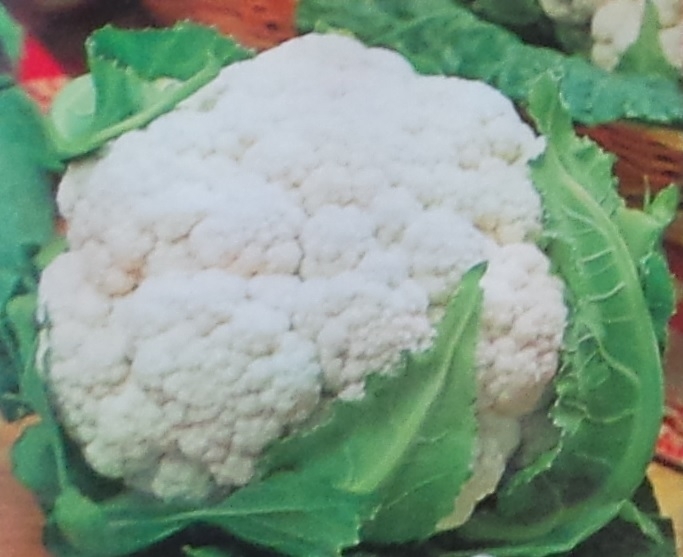 Cauliflower Early Snowball Seed – 1 Packet