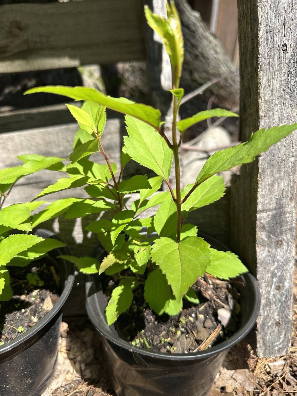 One Live Organic FORSYTHIA shrub (half Gallon Pot)
