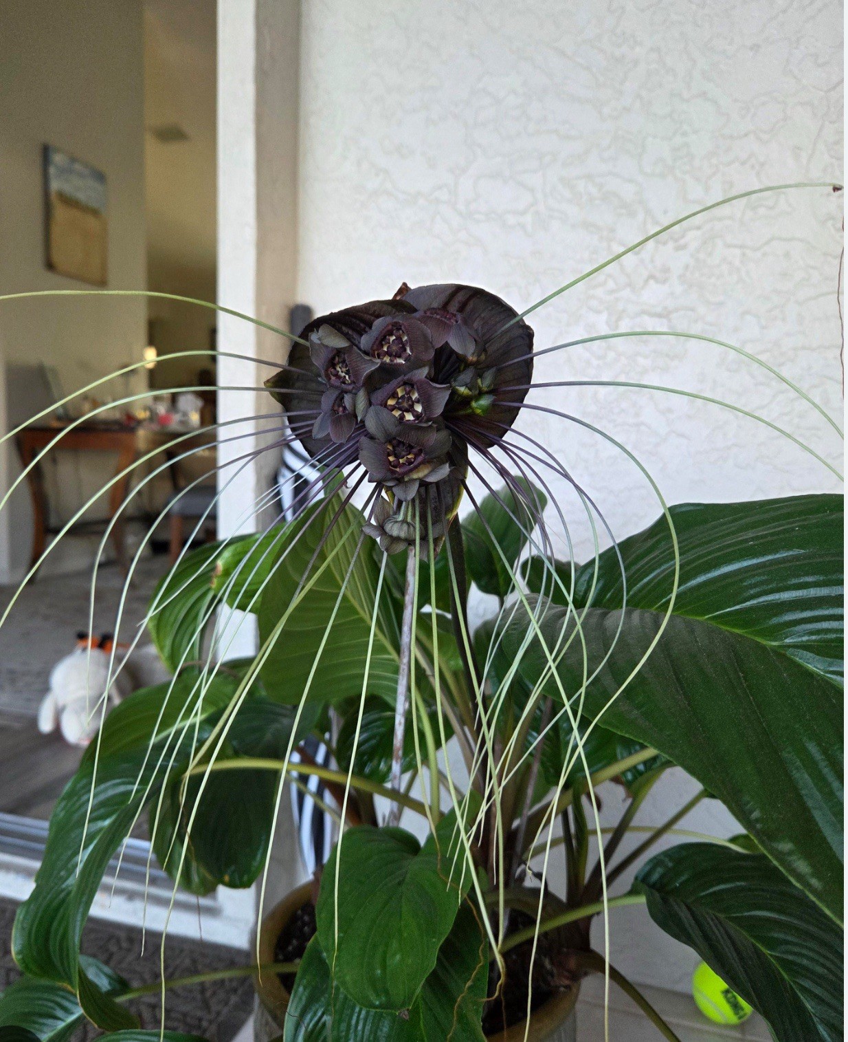 Black Bat Flower-Tacca chantrieri-aka Black Lily-SMALL ROOTED STARTER Plant