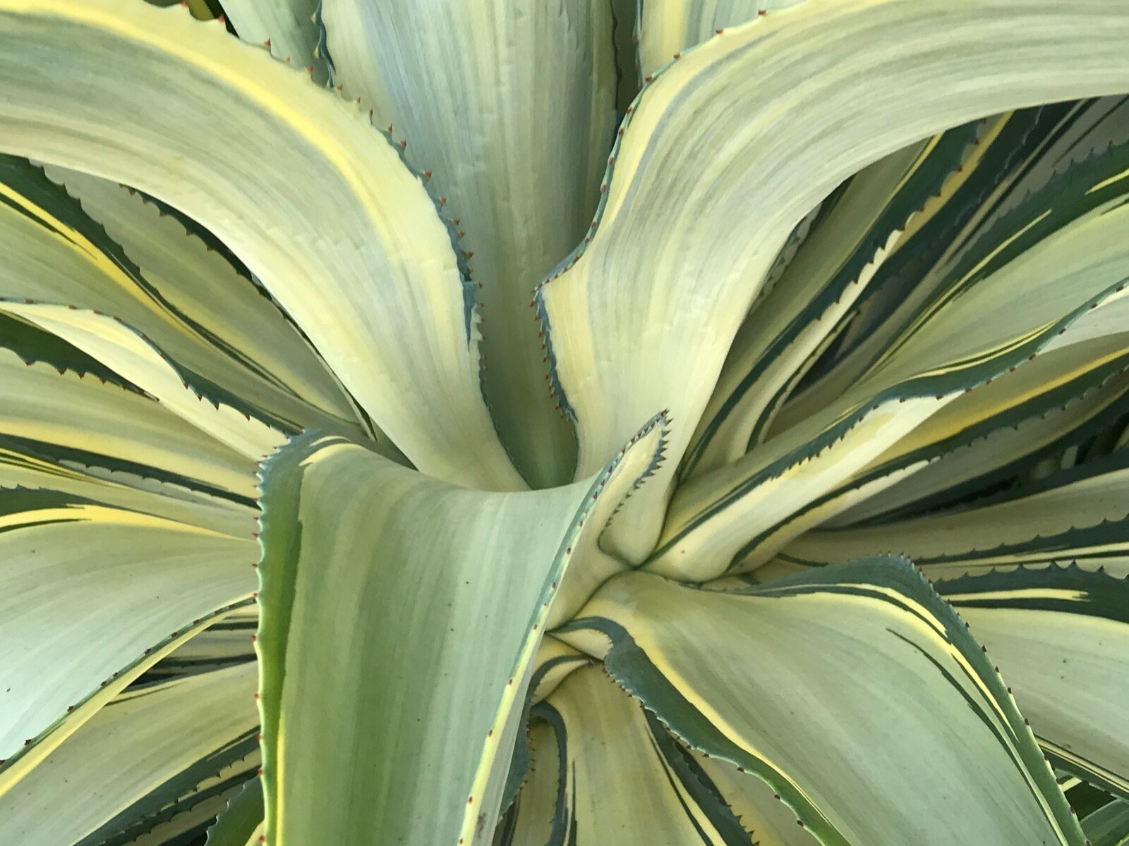 Agave, ‘Joe Hoak’ variegated Agave desmetiana, Beautiful rare Agave! Succulent.