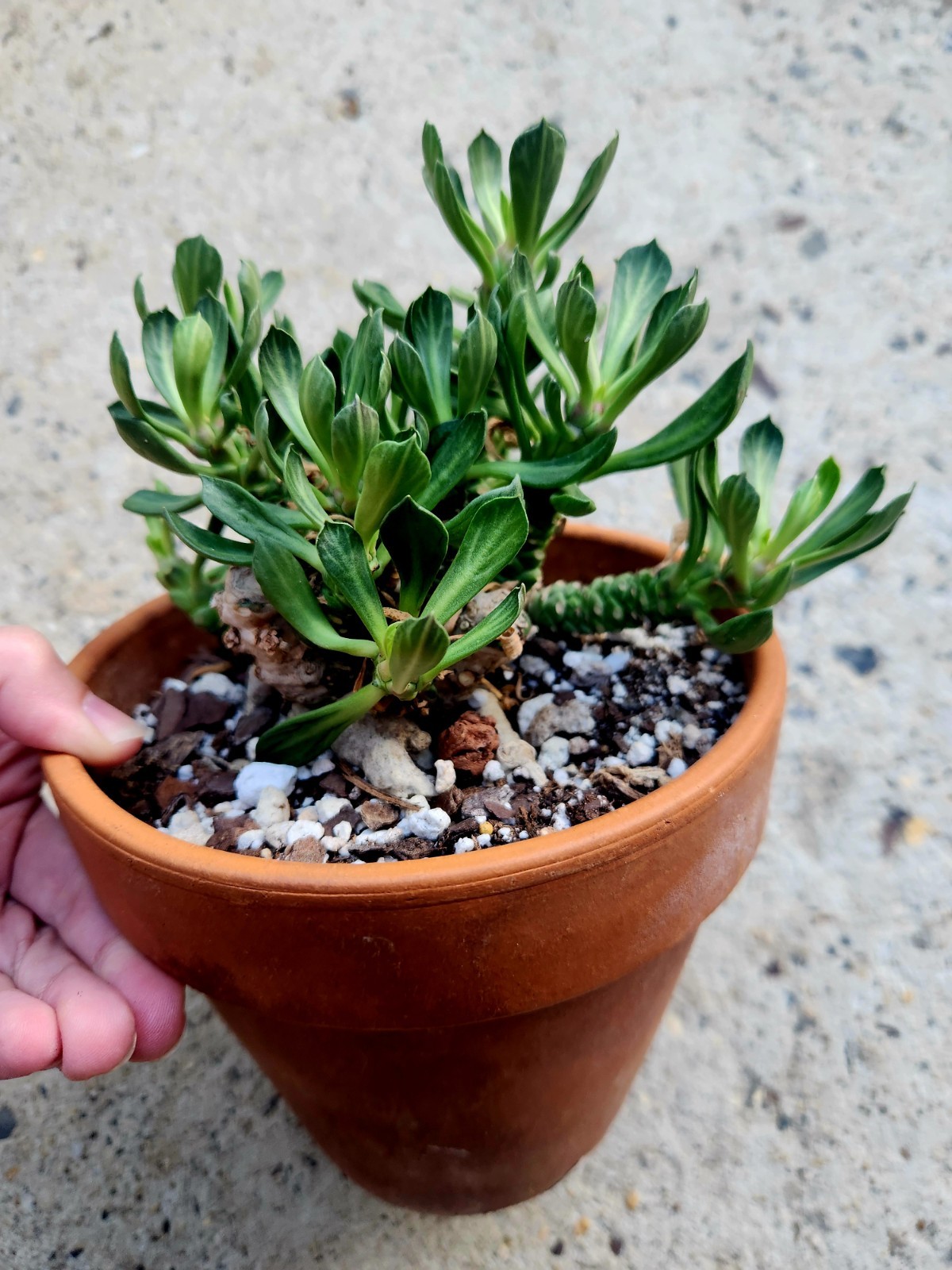 Euphorbia Heteropoda Rare Caudex Succulent Live Plant