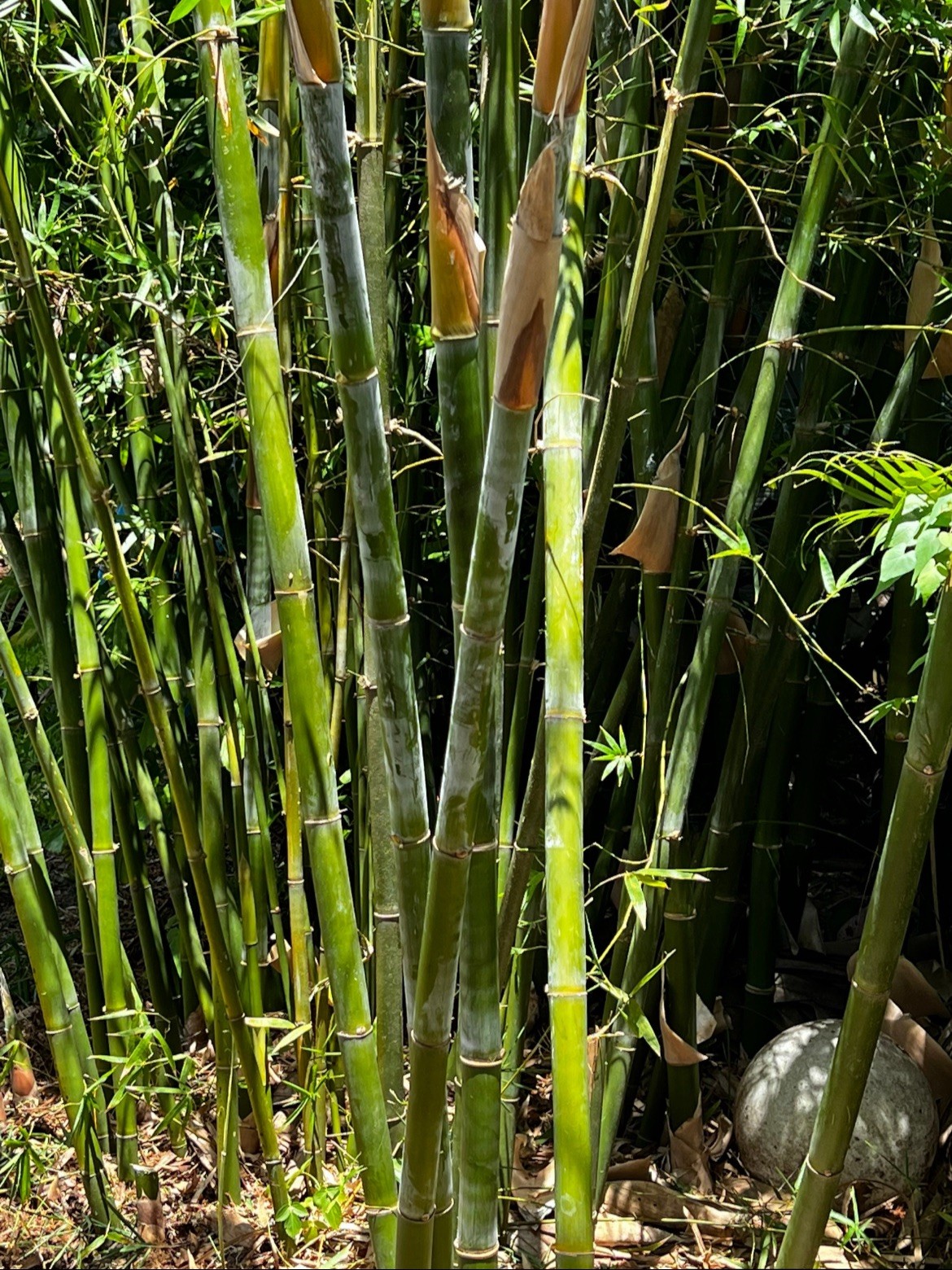 Seabreeze Mid-Size Timber Valued XL Rhizome Division