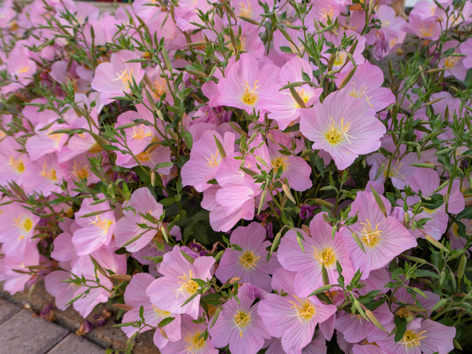 1000 Showy PINK EVENING PRIMROSE Pink Ladies Oenothera Speciosa Flower Seeds