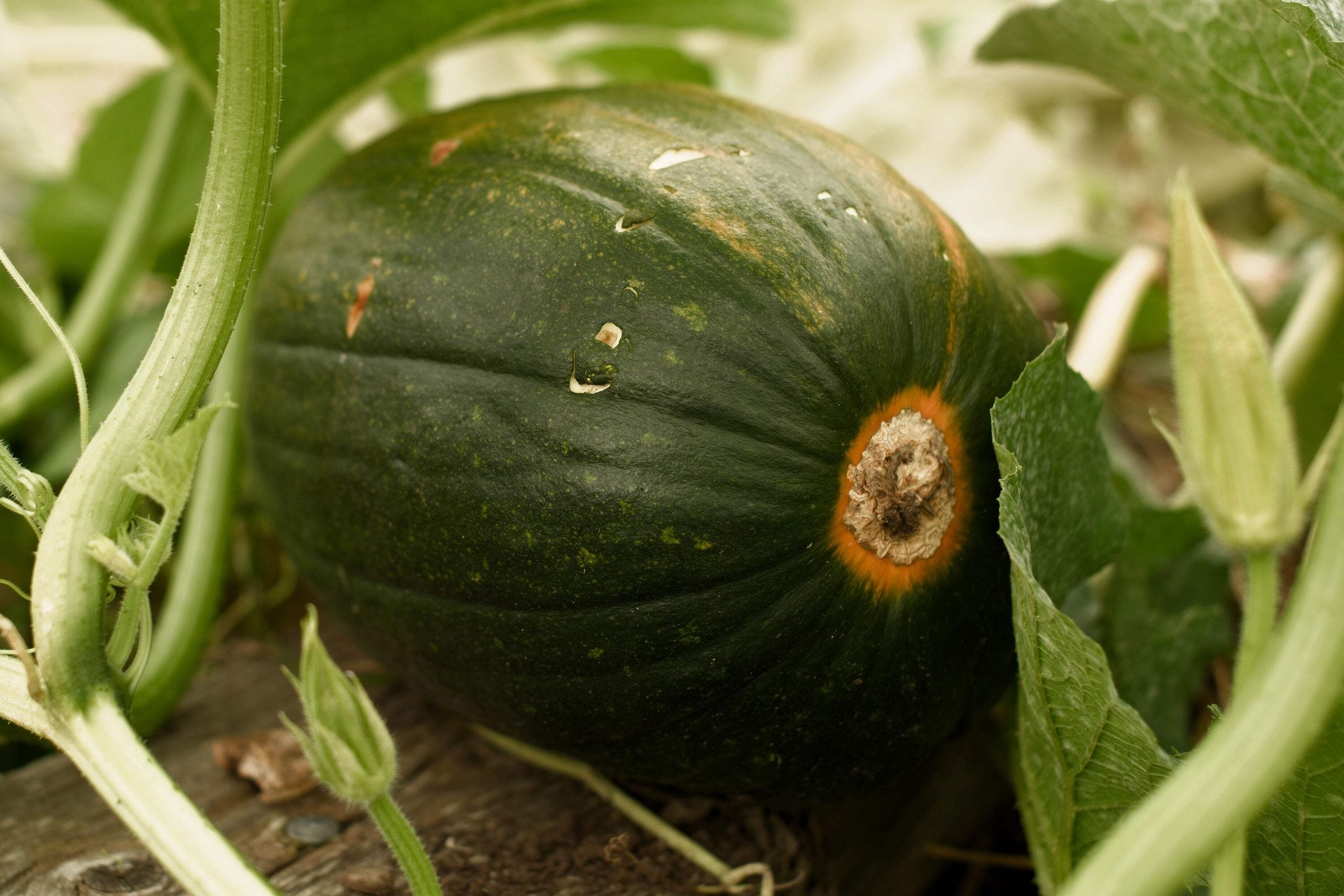 35 Sweet TATUME SQUASH Cucurbita Pepo Calabash Calabacita Mexican Zucchini Seeds