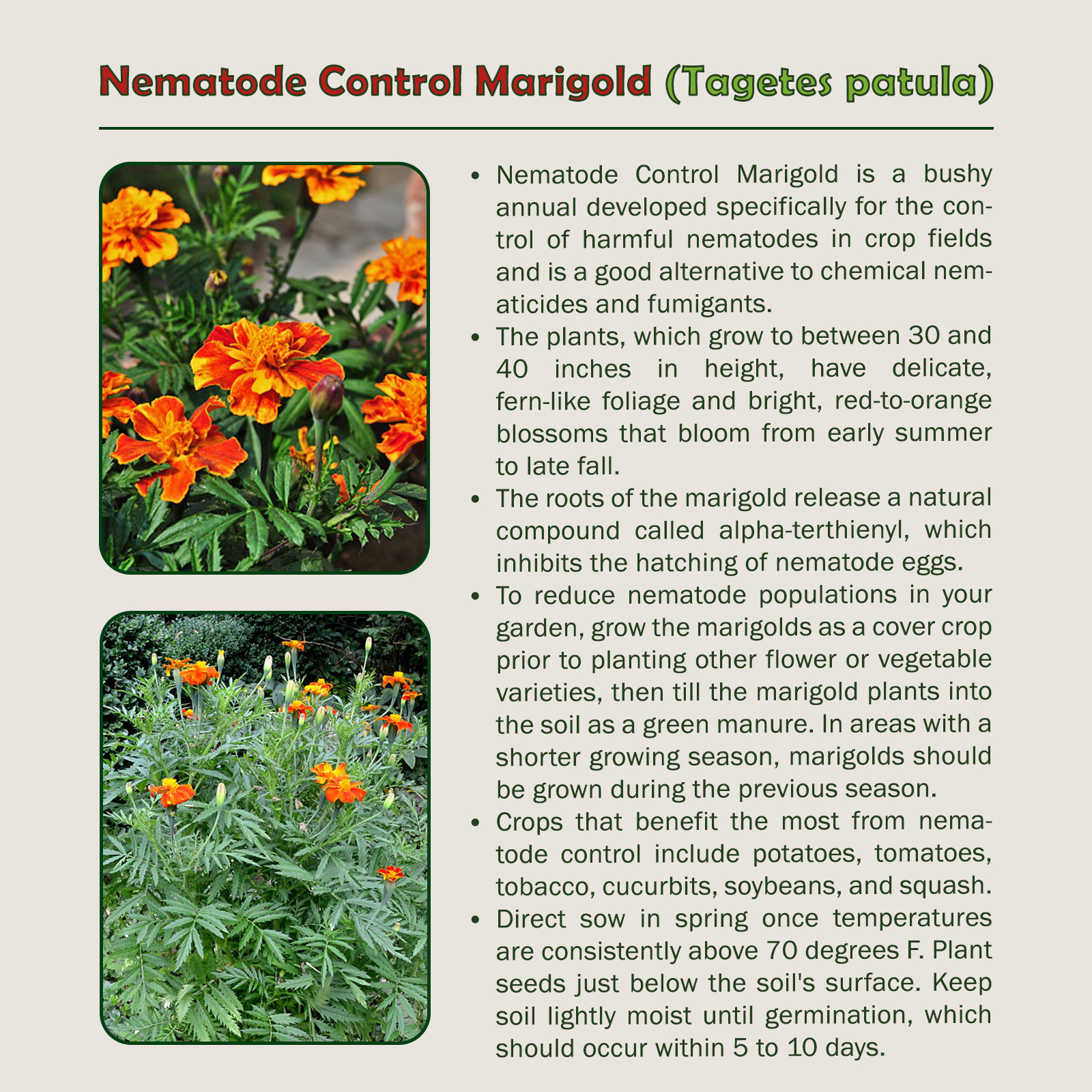 500 Nematode Control Marigold Seeds, Tagetes patula, Heirloom, Genuine USA