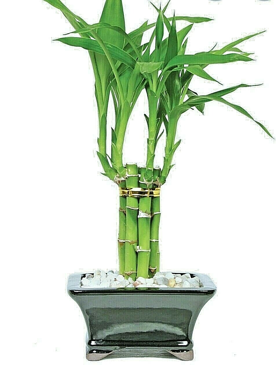 Lucky Bamboo – 10 Stalks, 6″ Long, Easy Care Indoor Water Plant Feng Shui, GIFT