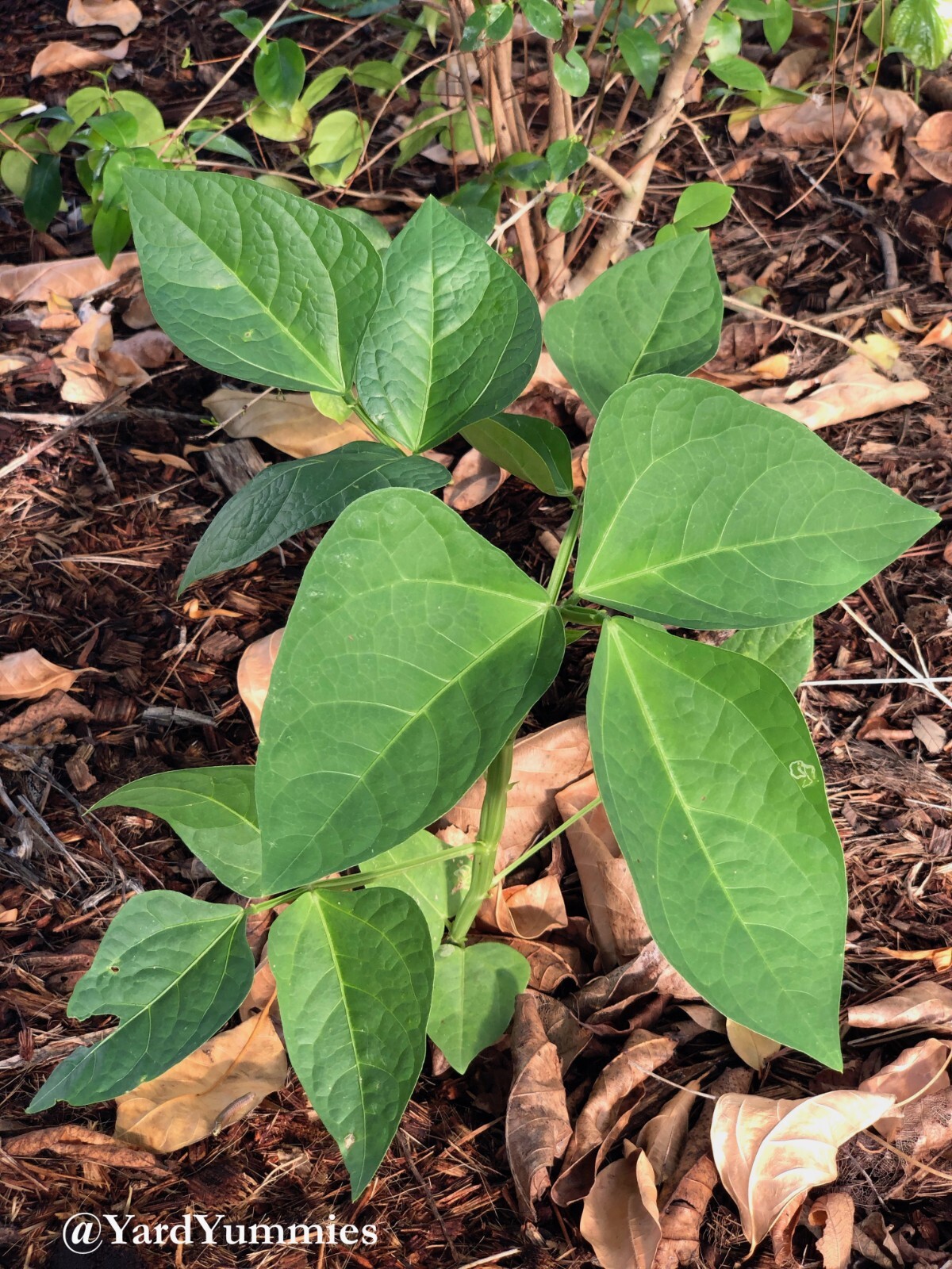 25 Mavuno Cowpea SEEDS Sprawling Cow pea Seeds Vigna unguiculata Cover Crop