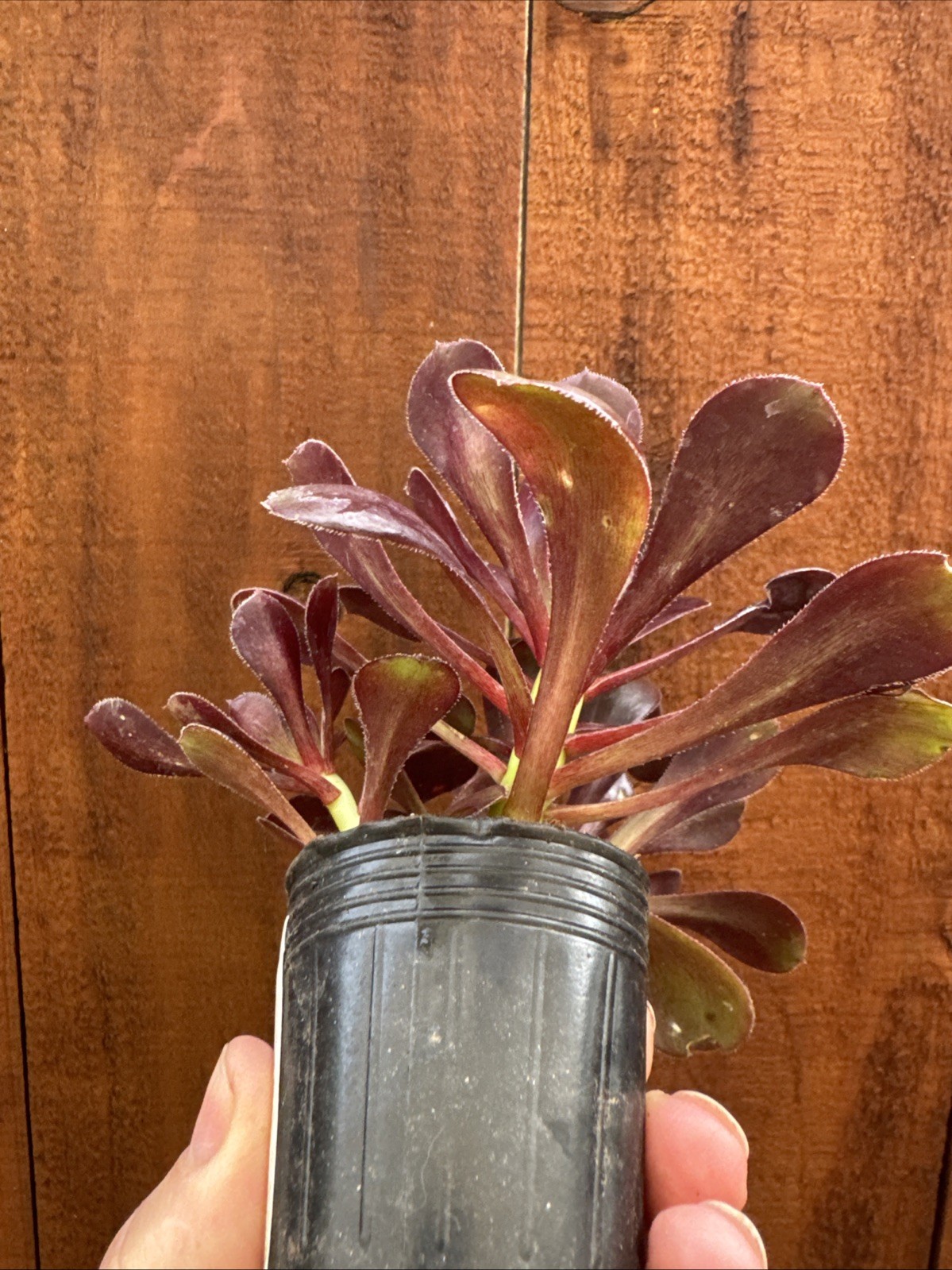 BLACK ROSE Dark Purple Aeonium Succulent