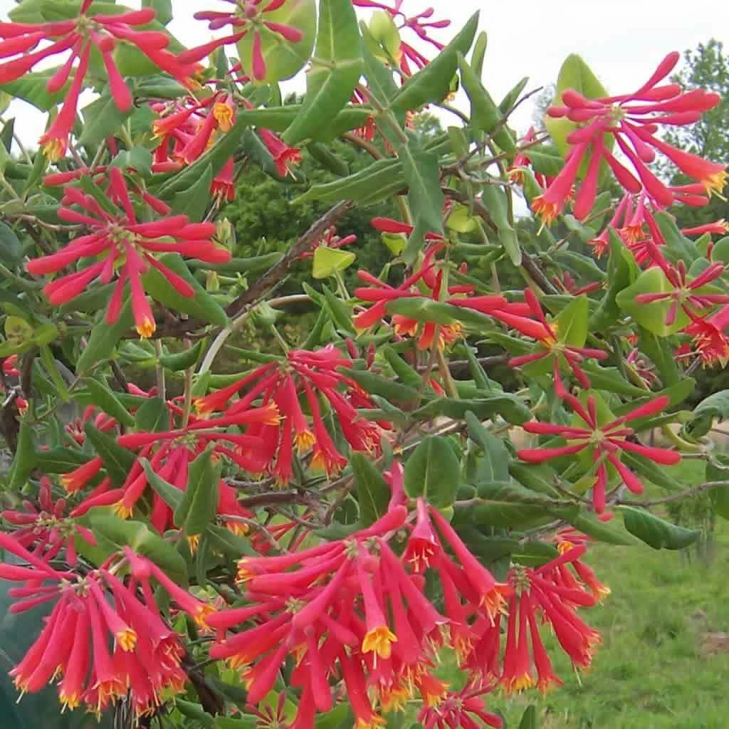 ~MAJOR WHEELER~HONEYSUCKLE VINE Lonicera Sempervirens ~POTTED STARTER PLANT