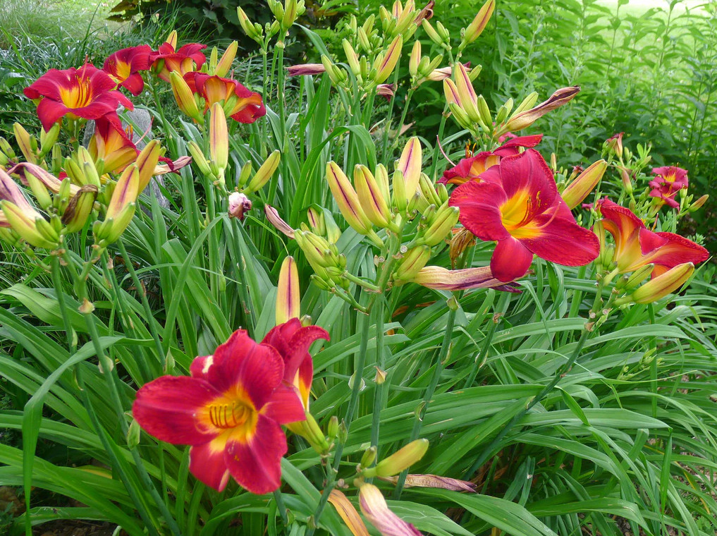 Set 5 Red Volunteer Daylily Roots – Hemerocallis – Hardy Perennial Flowering