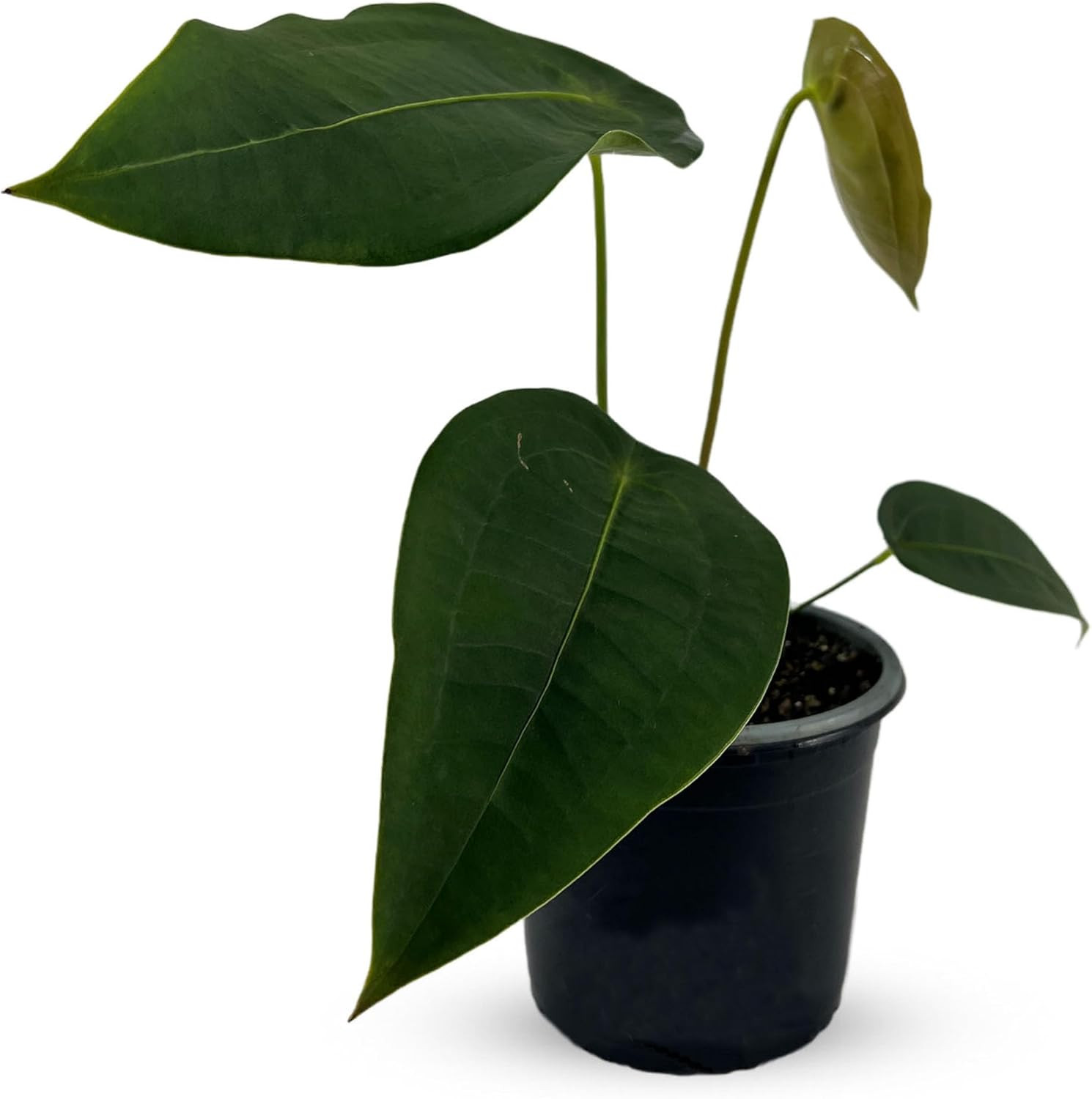 Anthurium Peltigerum | Large Elephant Ear Plant for Indoors | Air-Purifying Hea