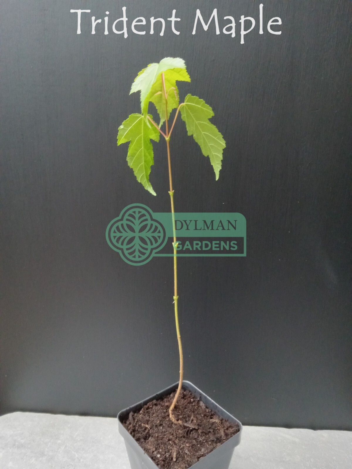Trident Maple Tree (Acer buergerianum) – Bonsai – Live Plant – Multiple Sizes