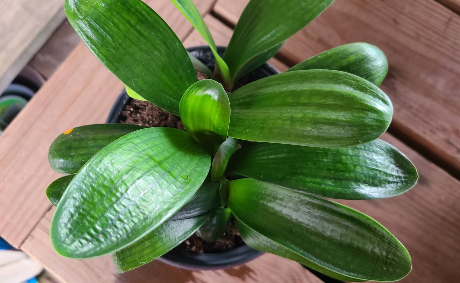 Clivia Chinese Compact Malian Hutou Pearl x Self one plant 4-5 leaves
