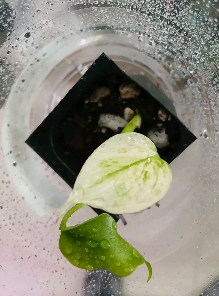 Monstera Blue Mint Variegated Starter House Actual Plant