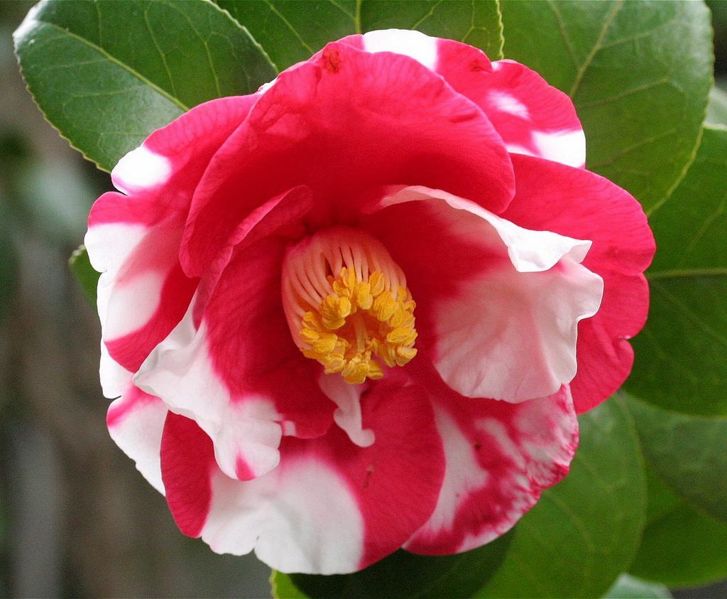 **IWANE-SHIBORI**Bicolor Bloom**Camellia Japonica-Live Starter Plant -USA SELLER