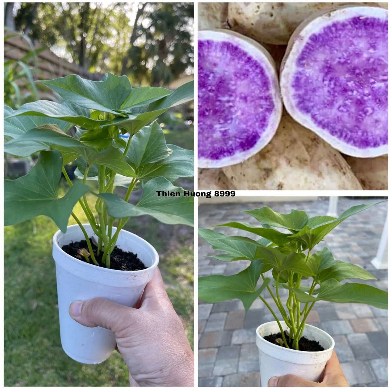 3 Rooted Okinawa Purple Sweet Potato Plants In A Cup Okinawa Sweet Potato Plants