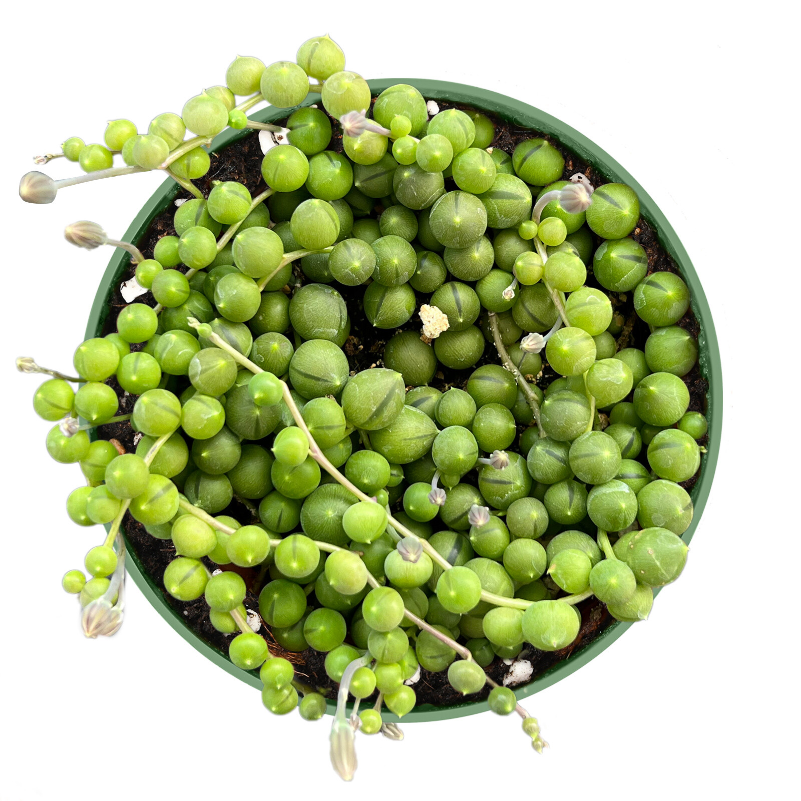 Live Fresh String of Pearls (Senecio Rowleyanus), Fully Rooted in 4” Planter
