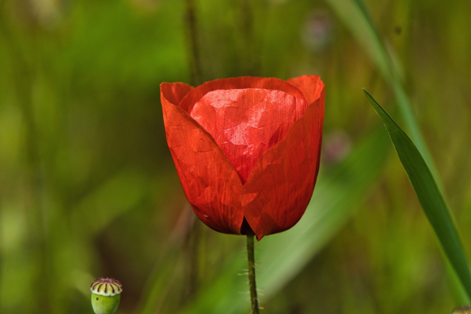1000 Red AMERICAN LEGION POPPY Corn Shirley Flanders Papaver Rhoeas Flower Seeds