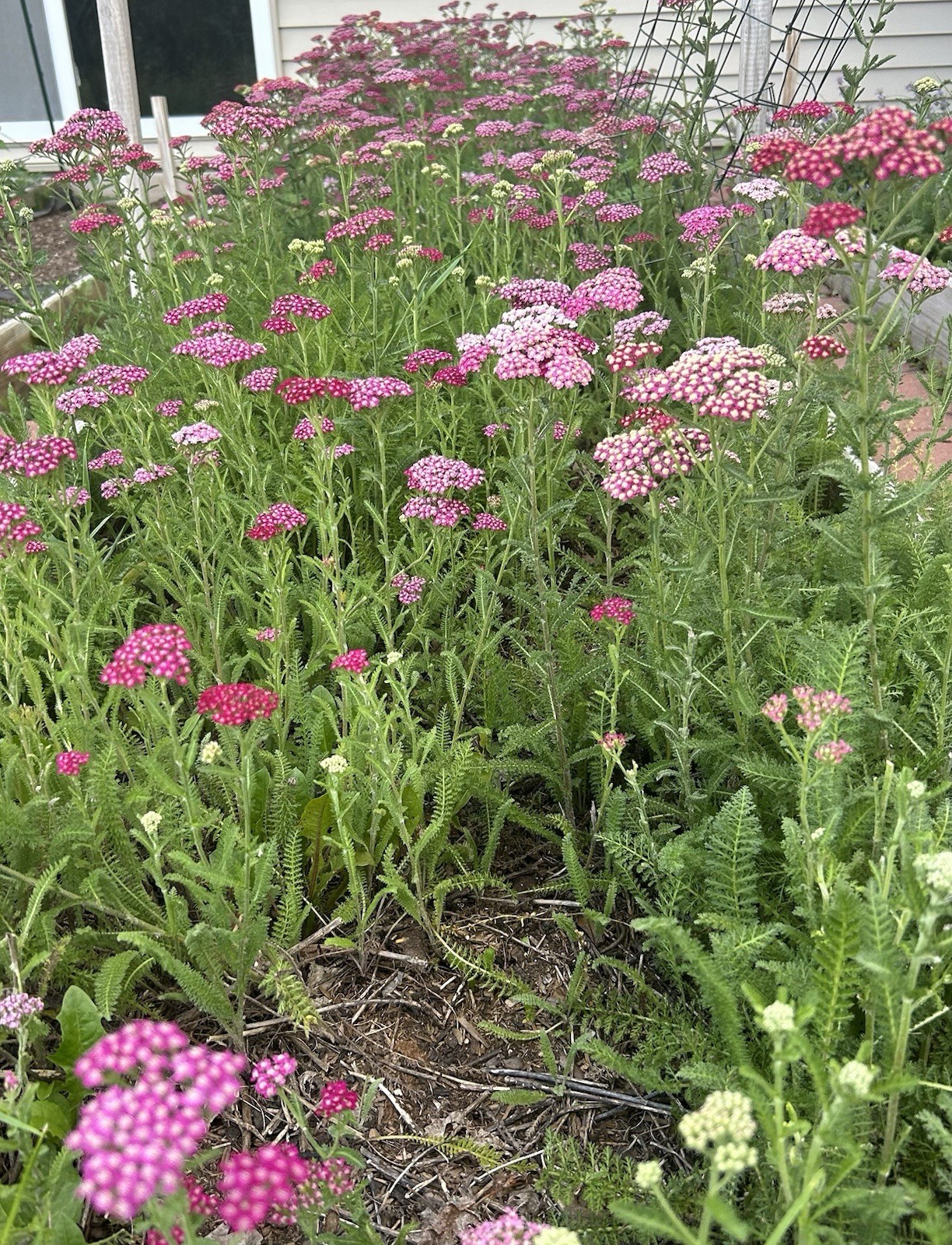 Pink Yarrow Flower Dried Craft Heads & Open Pollinated Seeds Achillea Perennial
