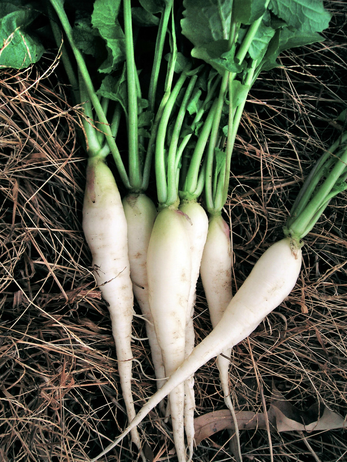 White Icicle Radish Seeds | Long Baby Daikon Radishes Asian Vegetable Seed 2024
