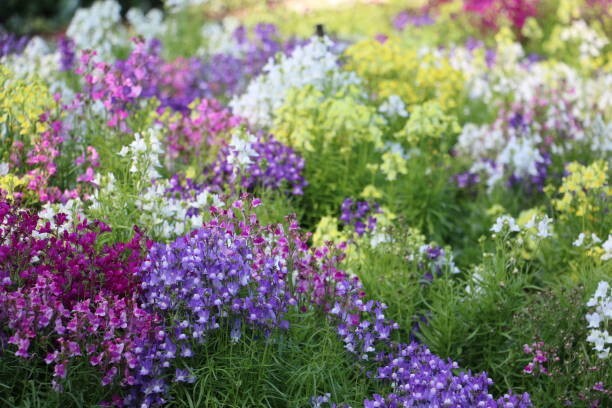 500 FAIRY BOUQUET SNAPDRAGON SEED MIX | SALE FREE SHIPPING NON GMO
